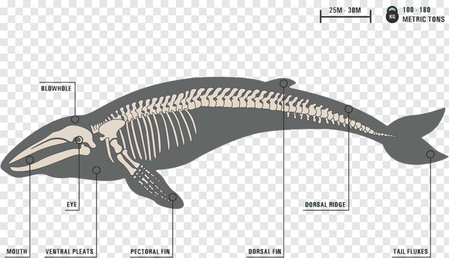  Skeleton, Skeleton Head, Skeleton Hand, Whale Clipart, Whale, Skeleton Key