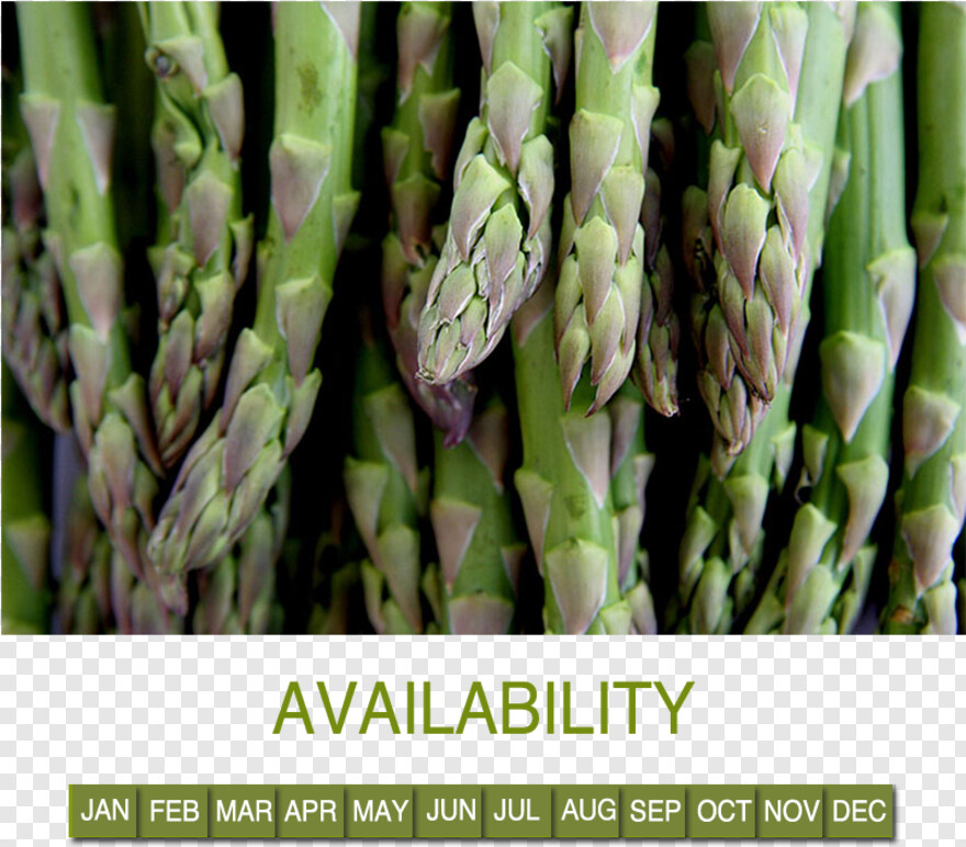 asparagus # 468434