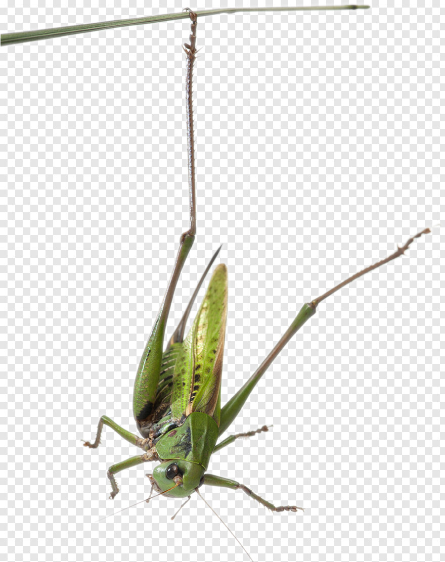 grasshopper # 783369