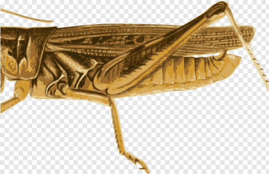 grasshopper # 783376