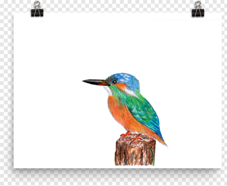 kingfisher-logo # 381852
