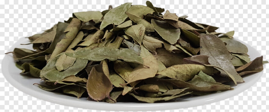 curry-leaves # 935940