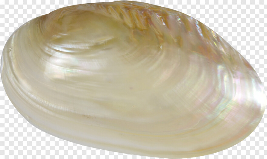 clam # 1007925