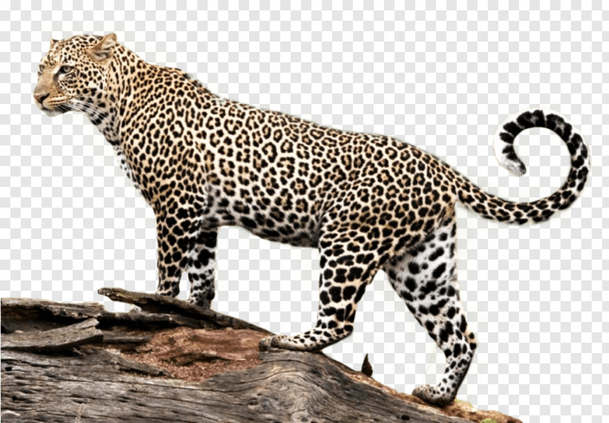 jaguar # 739534