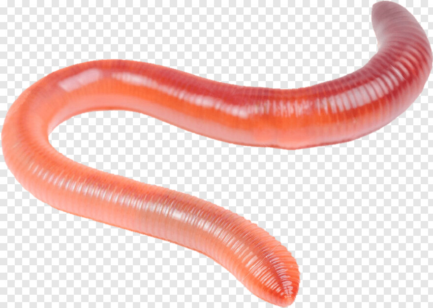 worm # 588535