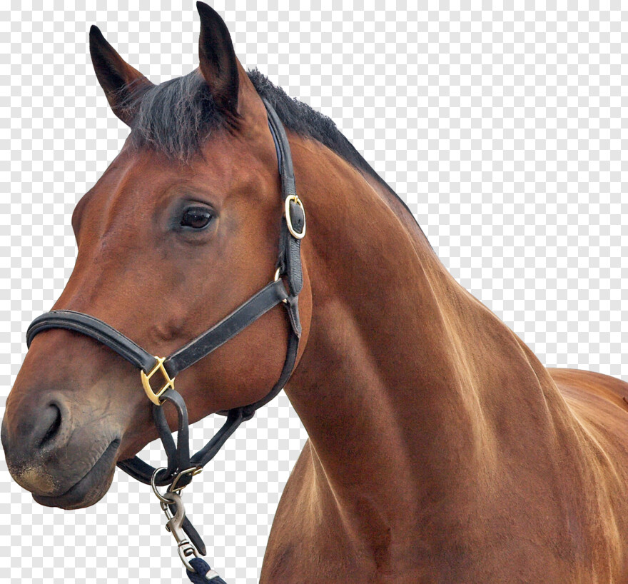  Horse Mask, Horse Logo, Black Horse, Horse Head, White Horse