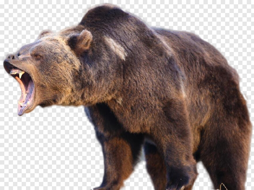 bears-logo # 386688