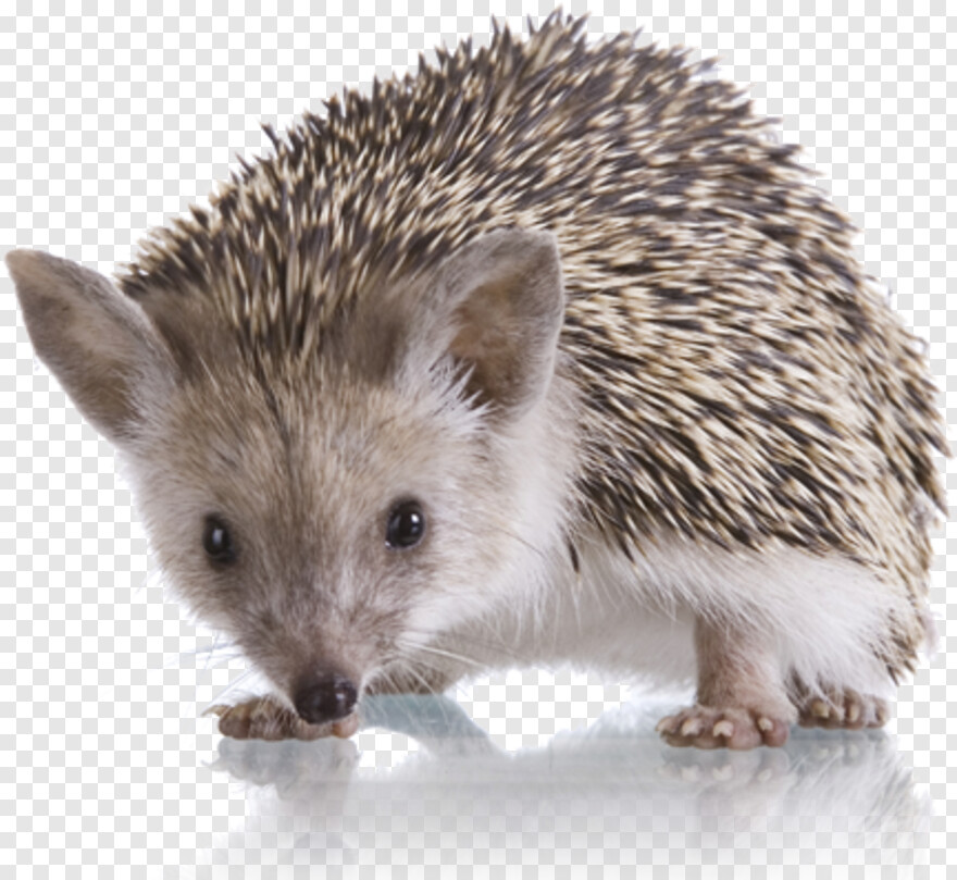 sonic-the-hedgehog # 767120