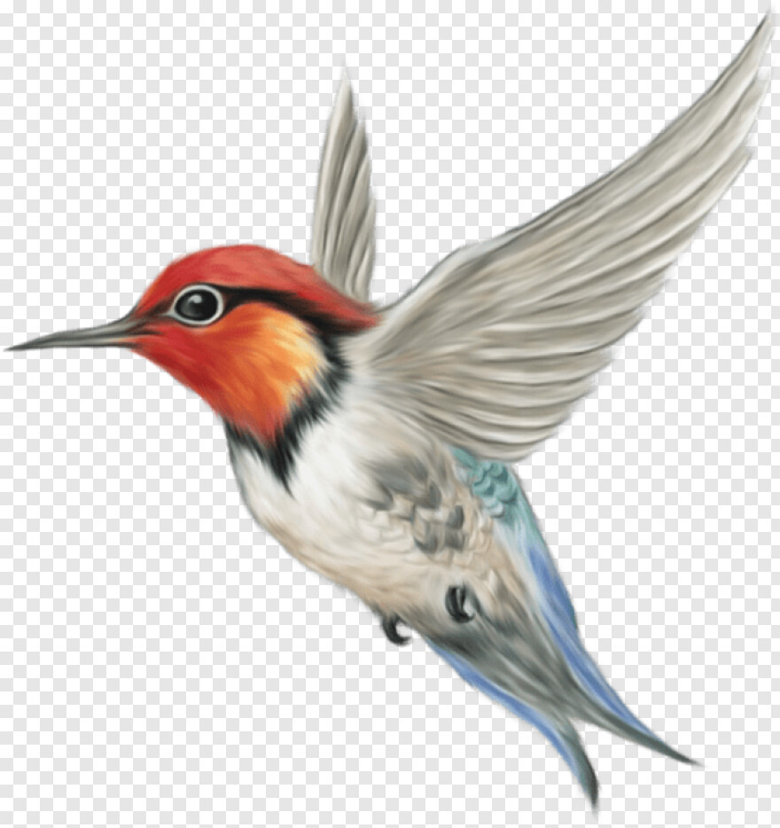 hummingbird # 360095