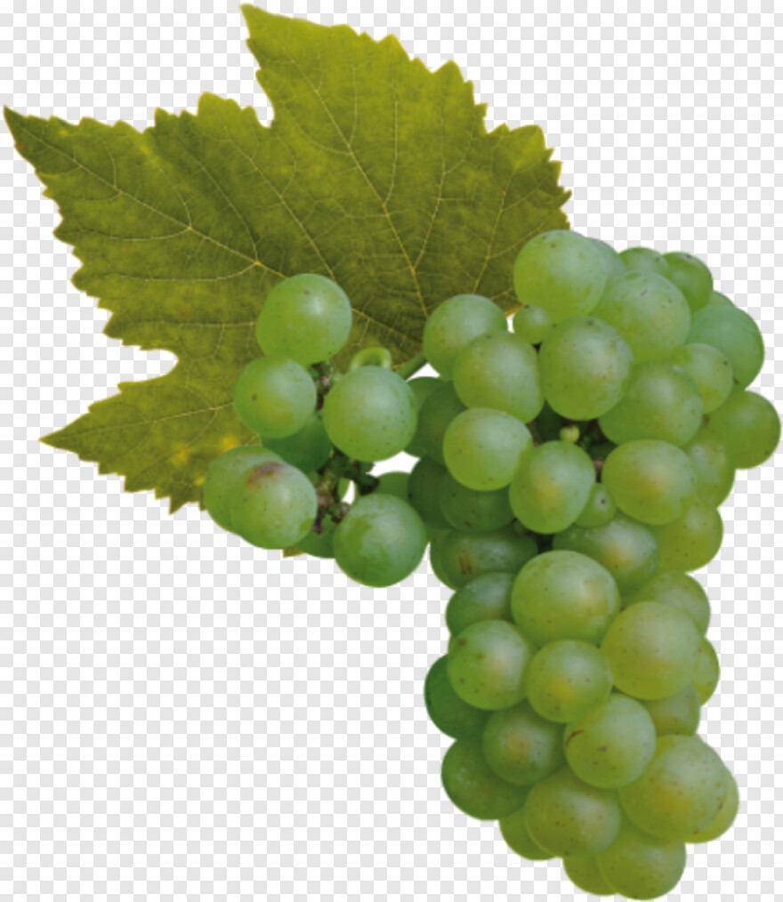 grapes # 786812