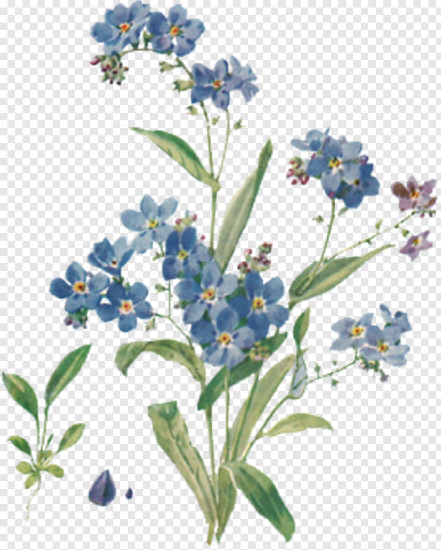 blue-flower # 559021