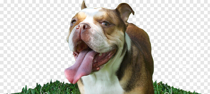 georgia-bulldogs-logo # 444575