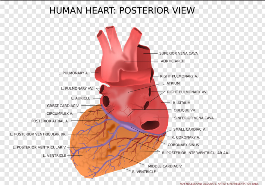 human-heart # 754393