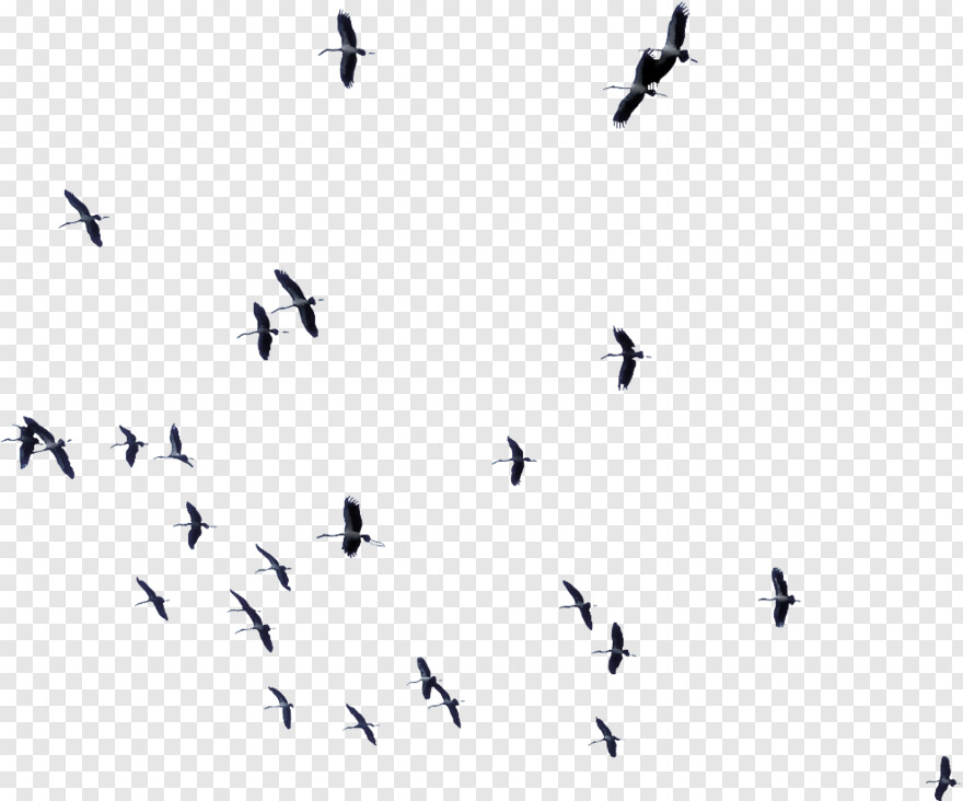 birds-flying # 360118