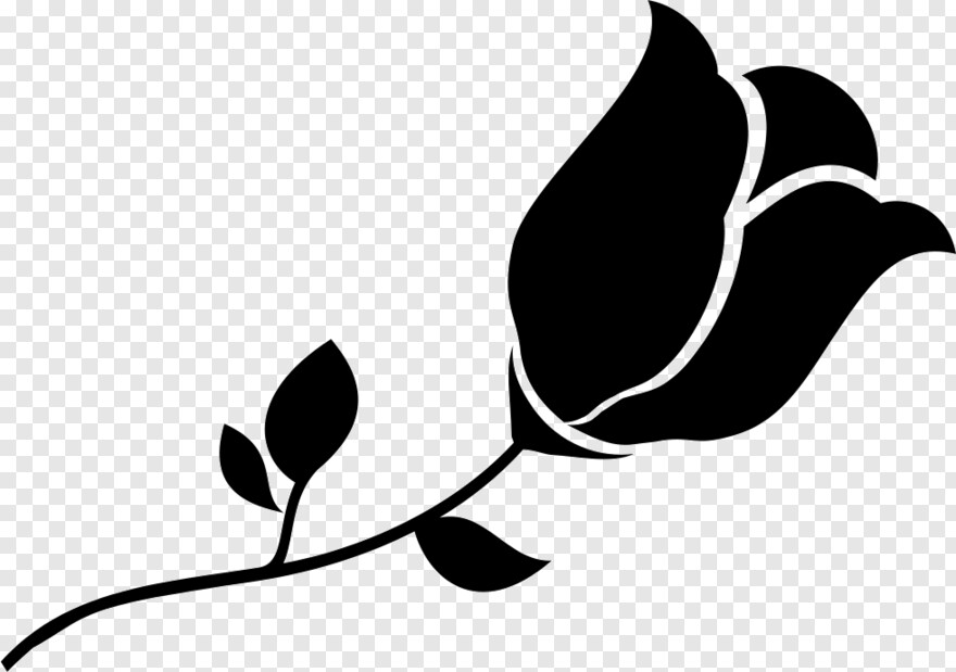 black-and-white-rose # 631644