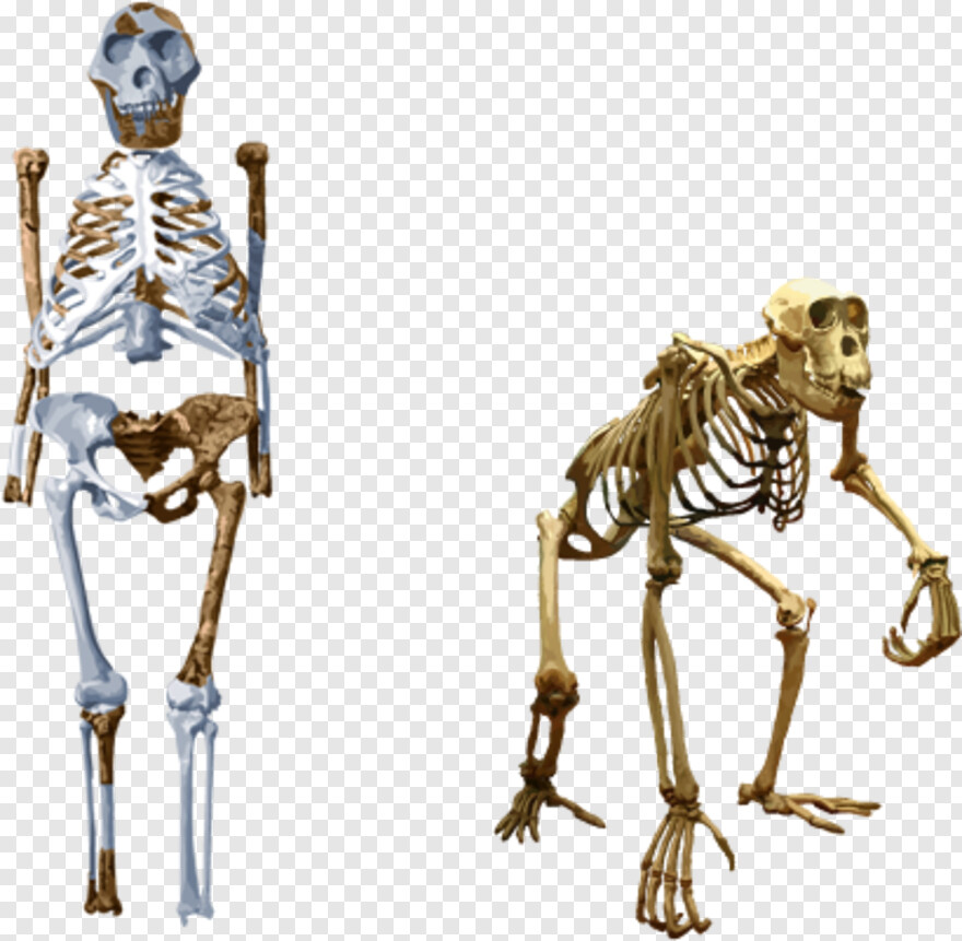  Lucy Hale, Lucy Heartfilia, Skeleton, Skeleton Head, Skeleton Hand, Skeleton Key