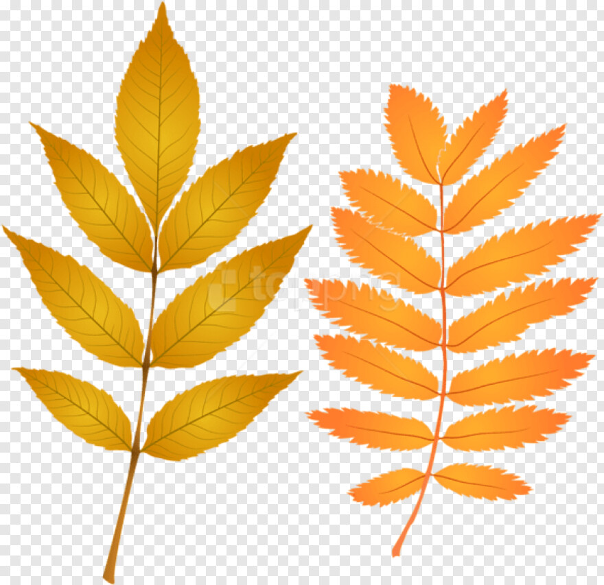 fall-leaves # 441639
