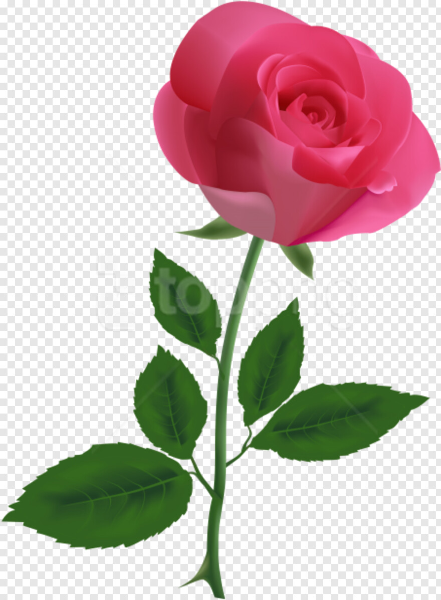 rose-clipart # 656412