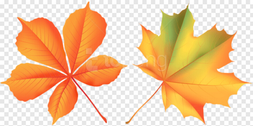 autumn-leaf # 441631