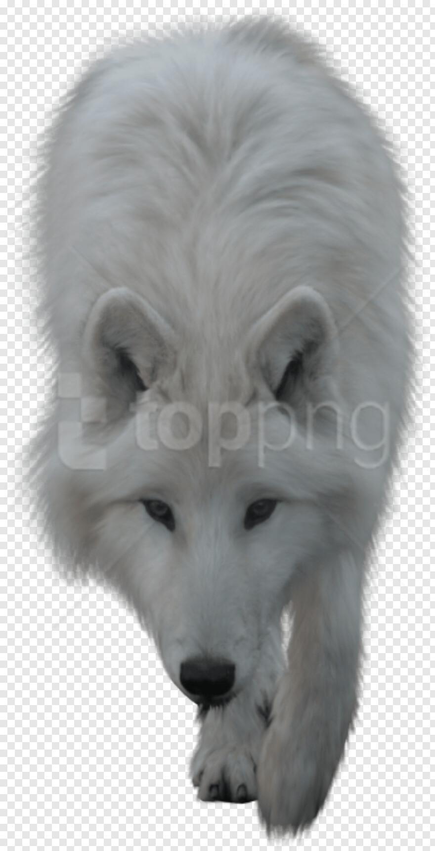 white-wolf # 589328