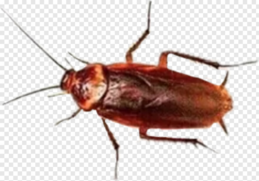 cockroach # 582081