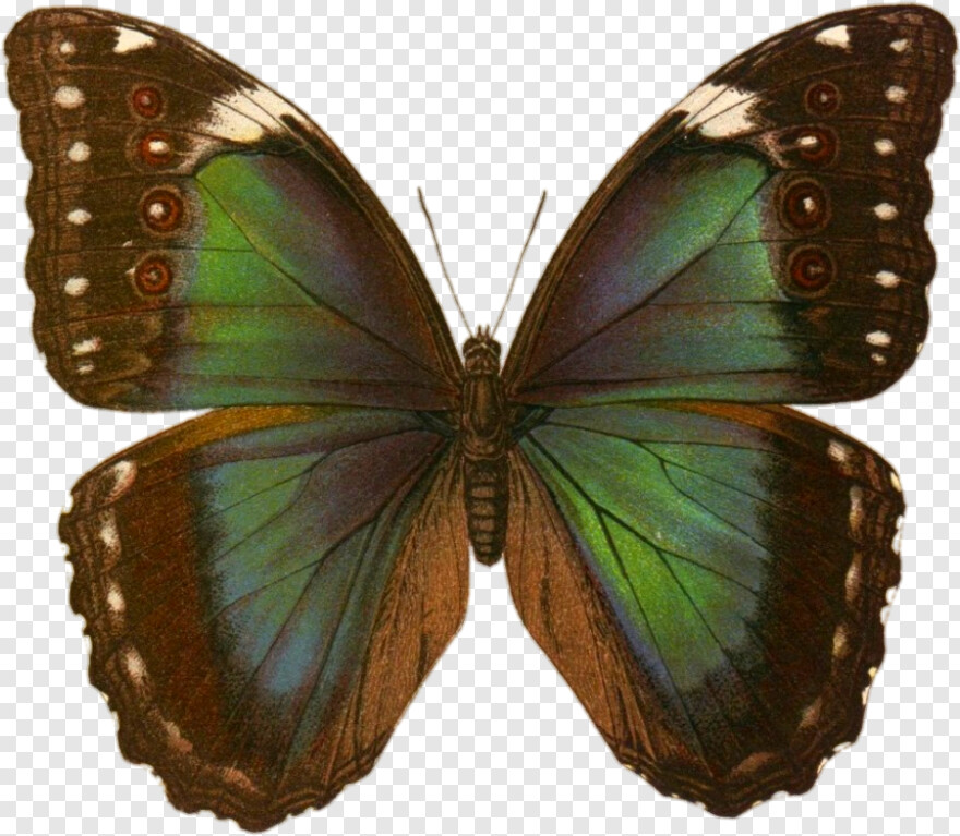 butterfly-wings # 326915