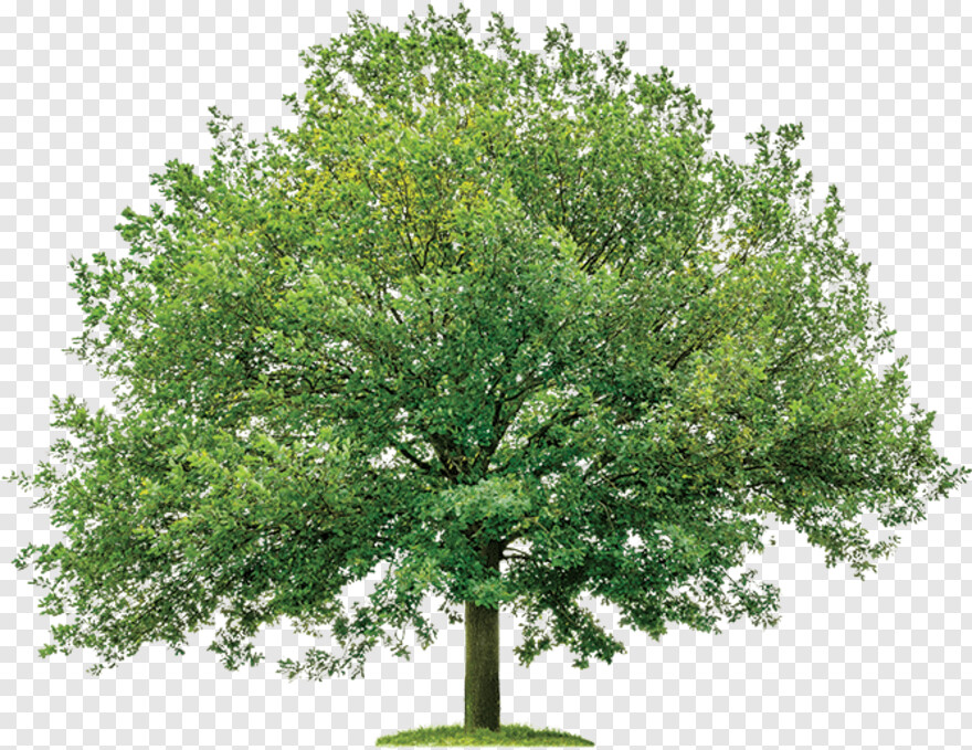 oak-tree-silhouette # 696908