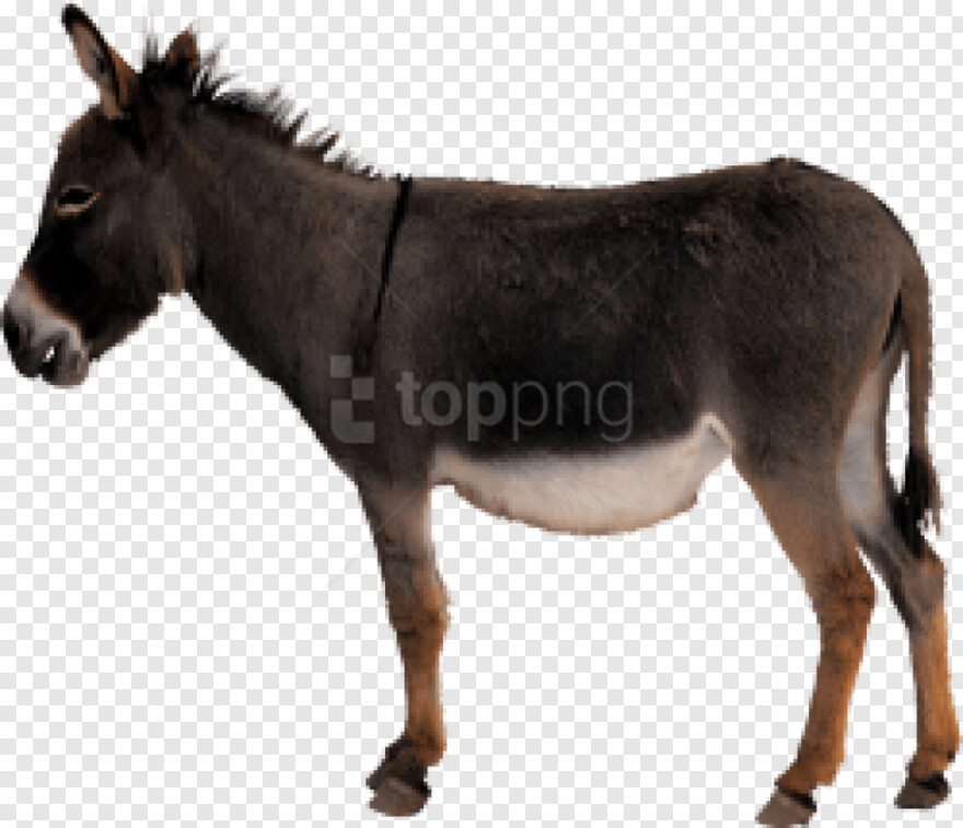 democrat-donkey # 891842