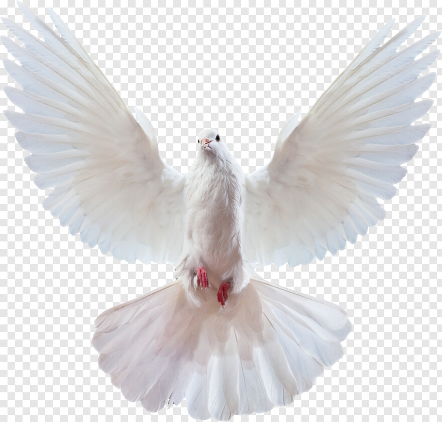 doves-flying # 888972
