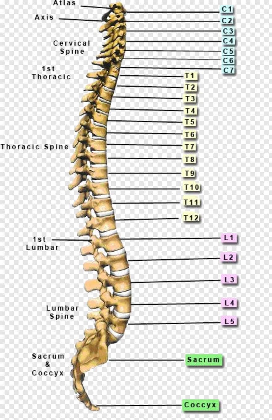 spine # 374457