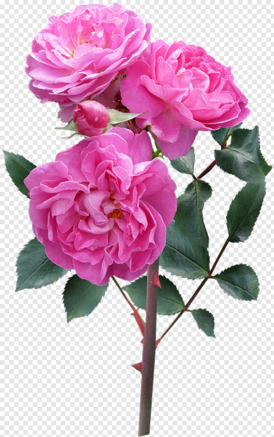  Rose Flower, Pink Rose Flower, Single Rose Flower, Rose Flower Vector, Pink Flower, Flower Stem