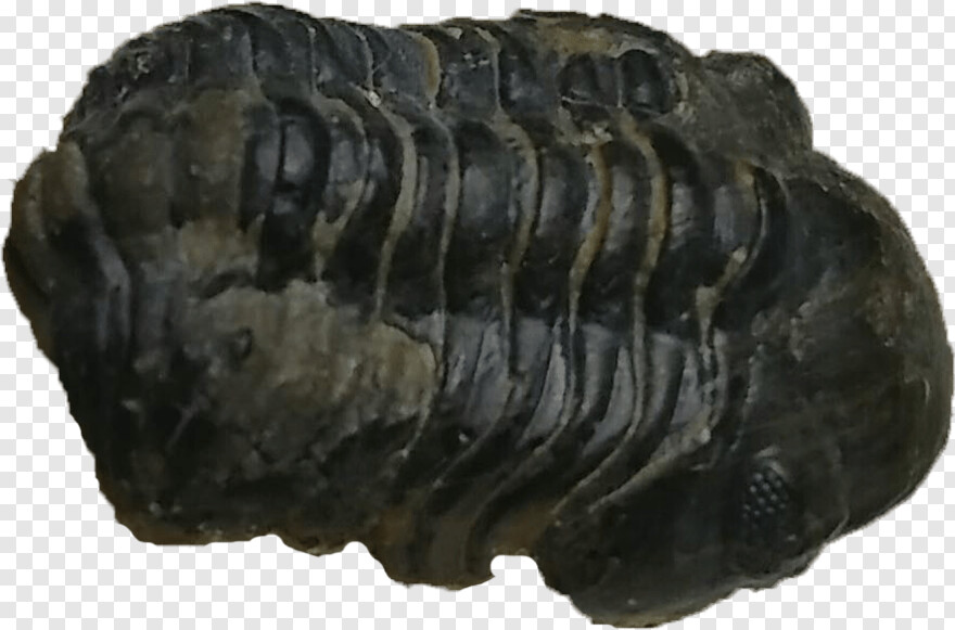 fossil # 815817