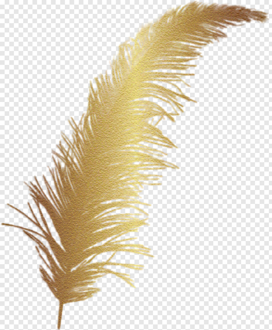 gold-feather # 579783