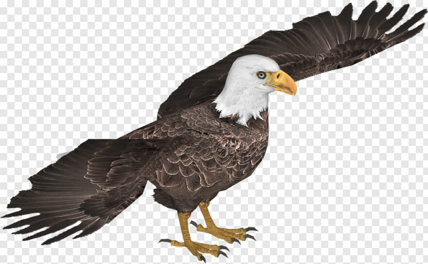 american-eagle # 419454