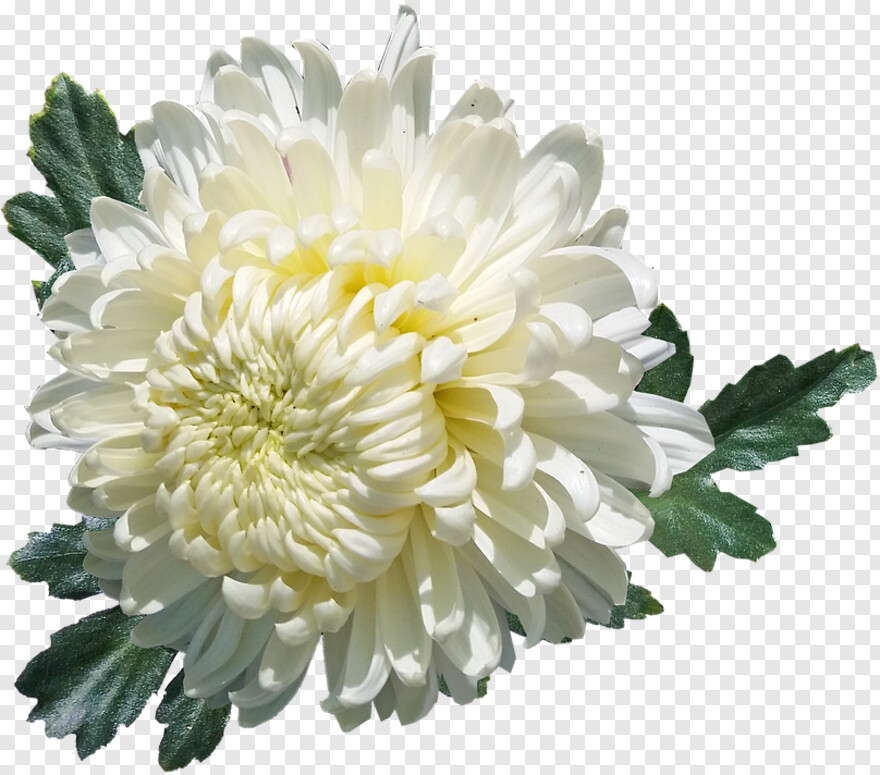 chrysanthemum # 1015728