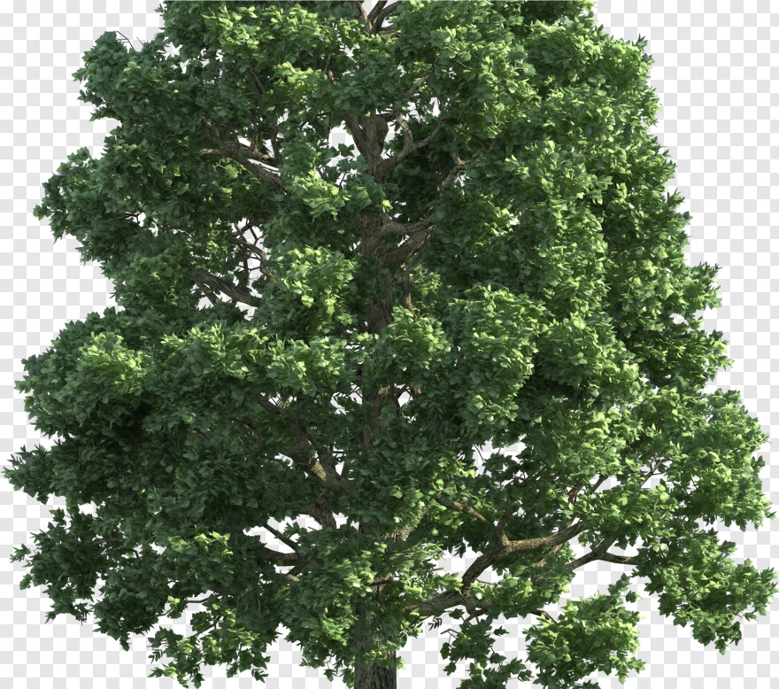 oak-tree-silhouette # 875149