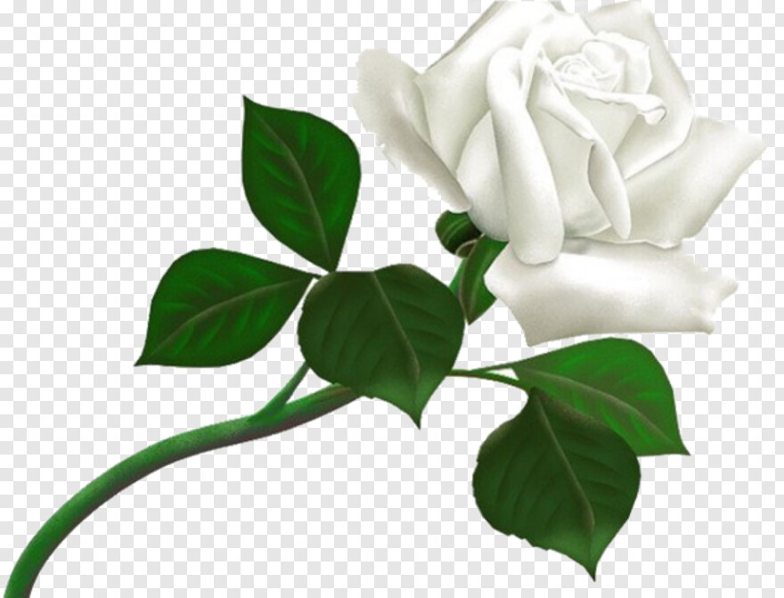 black-and-white-rose # 567593
