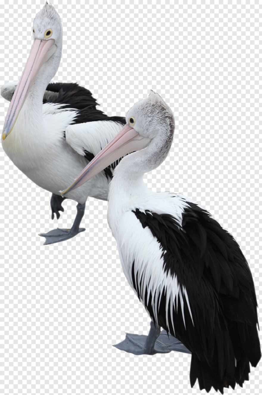 pelicans-logo # 659419