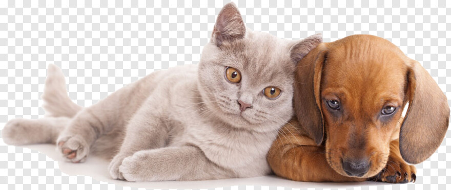 dog-and-cat # 1050587