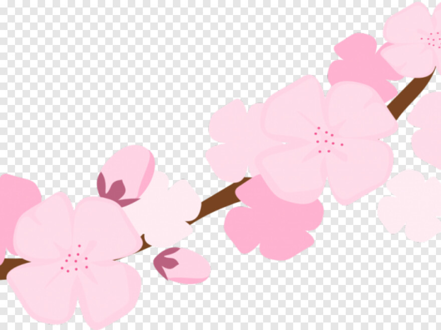 cherry-blossom-tree # 344211