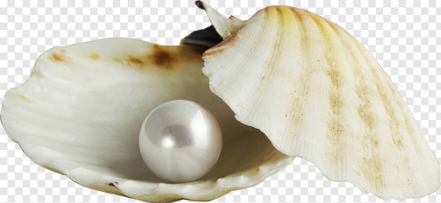 clam-shell # 801937