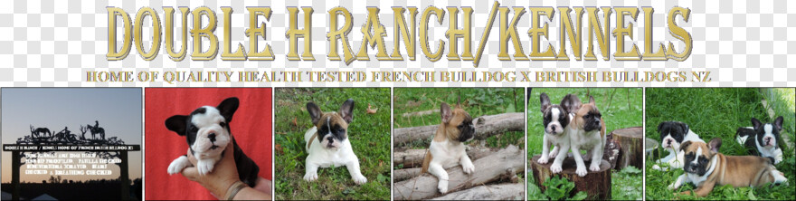 french-bulldog # 1102271