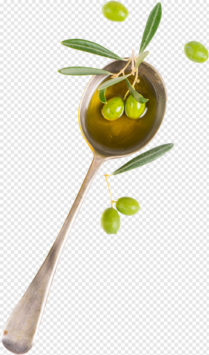 olive-branch # 974711