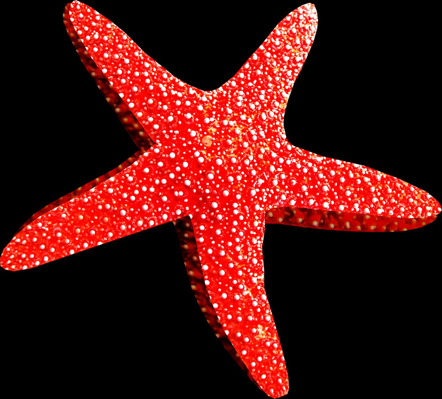 starfish # 611986