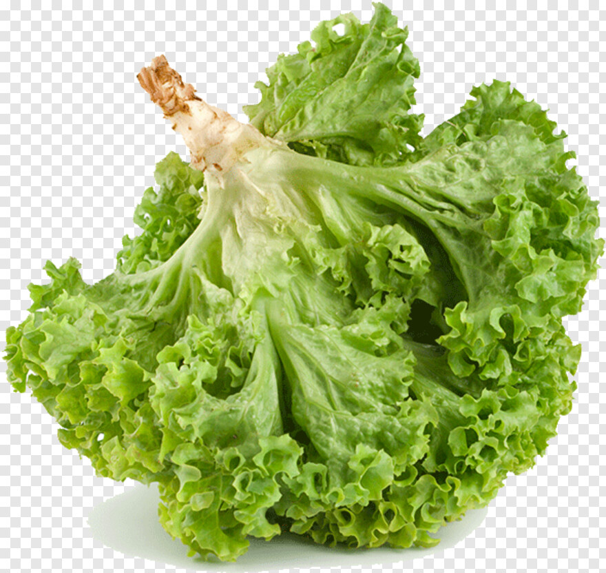 lettuce # 718542