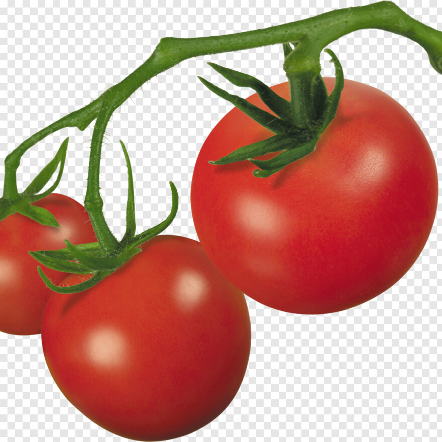 tomato-plant # 1028450