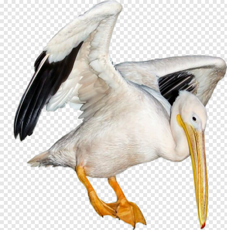 pelican # 659348