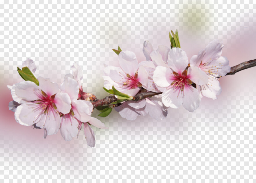 cherry-blossom-tree # 344203