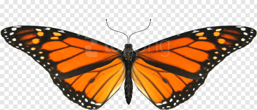 monarch-butterfly # 429767