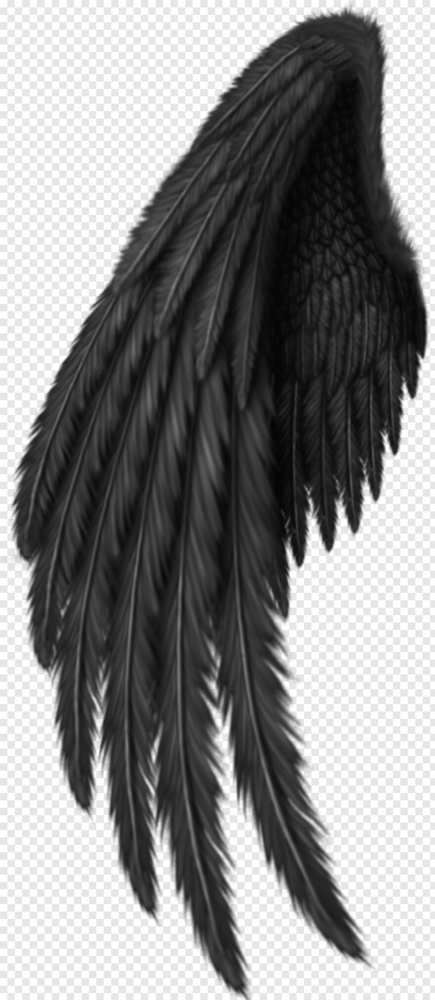 black-angel-wings # 515654